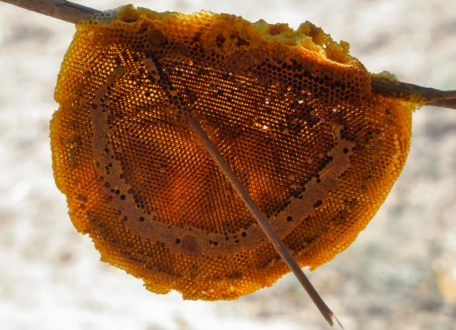 La cire d'abeille pour remplacer la paraffine